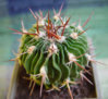 Echinofossulocactus crispatus.jpg