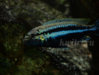 Melanochromis-auratus8888.jpg