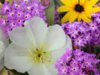 Evening Primrose and Sand Verbena.jpg