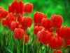 Red Tulips.jpg