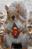 super-squirrel.jpg