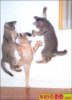 funny-pictures-kitty-kung-fu-qwZ.jpg