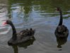 Black swans.jpg