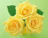 three-yellow-roses-1280.jpg