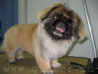 pekines_200.jpg