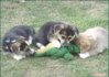 1139685354_3_dogs_and_crocodile.jpg