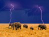 1219942249_elephants-in-an-approaching-storm.jpg