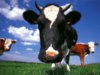 Animals_Beasts_Cow_002443_.jpg