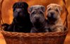 Sharpei_cubs_1680 x 1050 widescreen.jpg