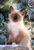 B-50932 Siamese Kitten.jpg