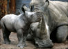 _44100711_whiterhino416.jpg