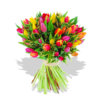 2281-tulips_sensation.jpg