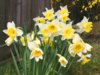 Nature_Flowers_Spring_Daffodils__Flowers_008341_.jpg