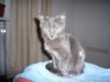 Кошка Лапушка 3,5 месяца, русская голубая, после дтп.JPG