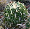 Echinofossulocactus kelleranus.jpg