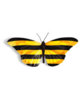 Butterfly-BEELINE.jpg