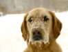dog_in_snow_4b7a973aeb6be.jpg