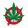 Cannabis_2007